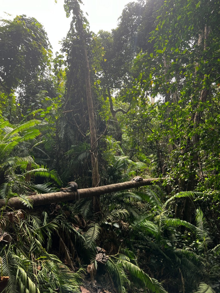 Monkey Forest Görseli